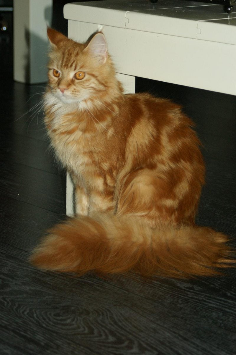 Maine Coon red tabby blotched