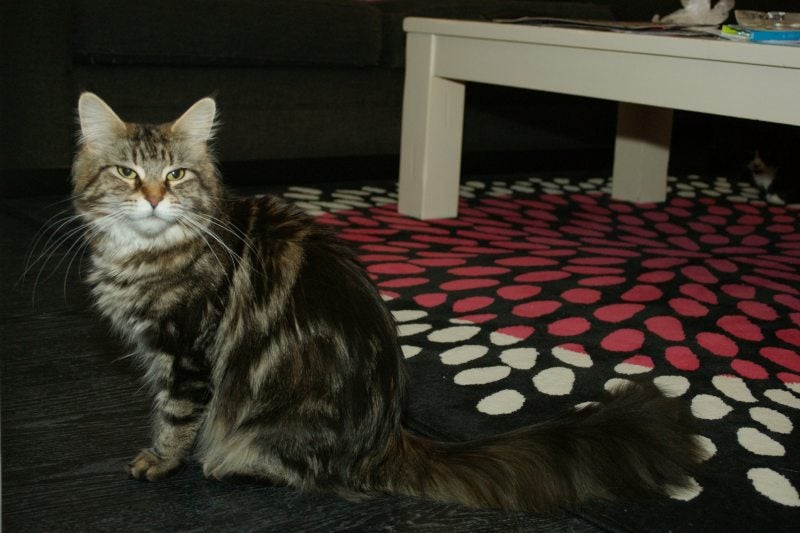 Maine Coon Chilli black tabby blotched