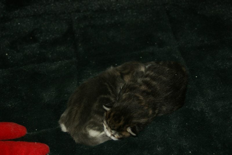 Maine coon kittens blue tabby blotched white black brown tabby blotched white