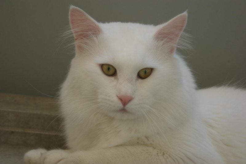 Maine Coon solid white