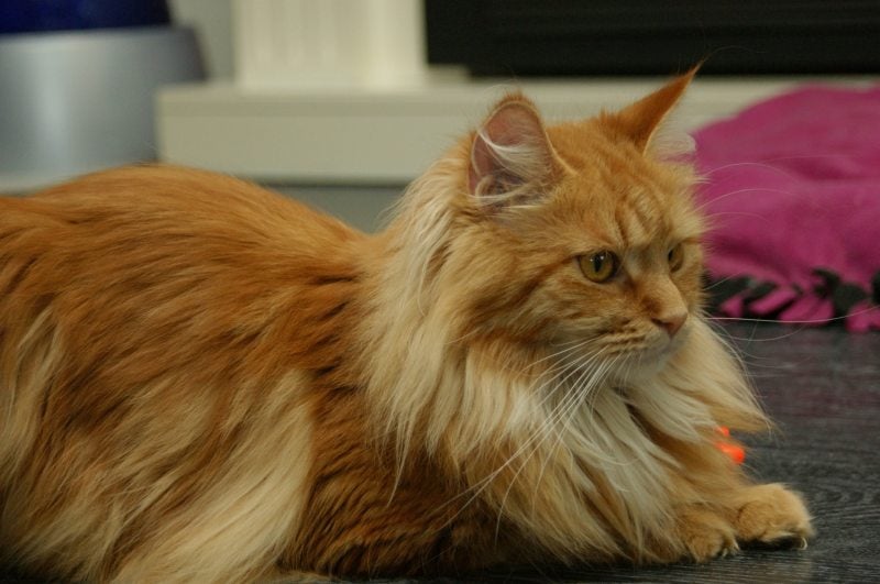 Maine Coon Vlinder red tabby blotched